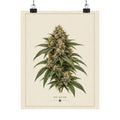 OG Kush Botanical Poster — Matte Vertical Cannabis Art Print