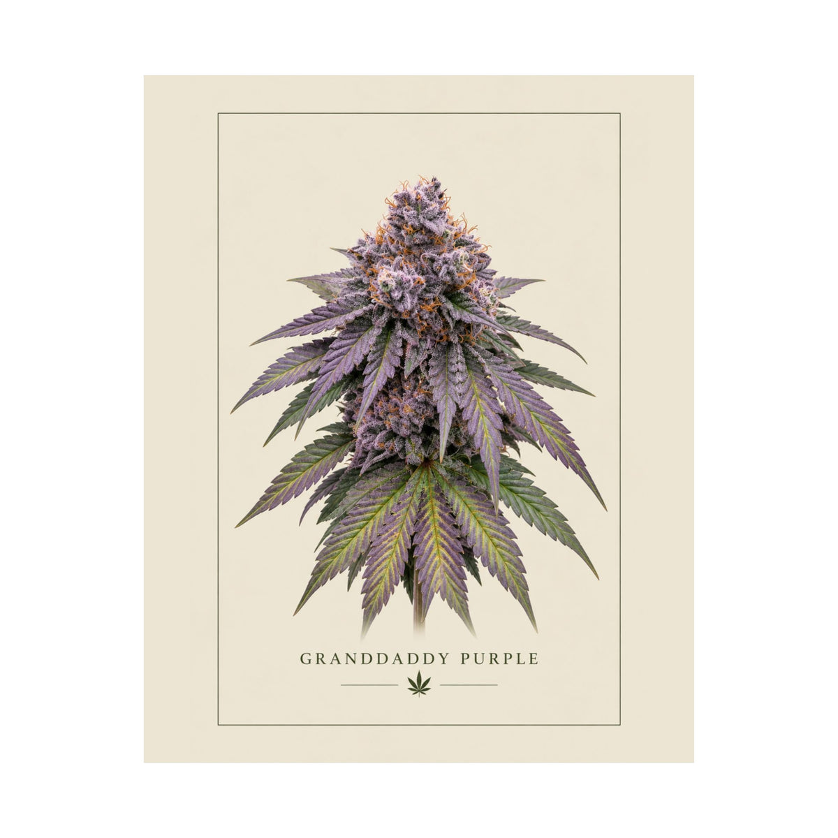 Granddaddy Purple Botanical Poster — Matte Vertical Cannabis Art Print