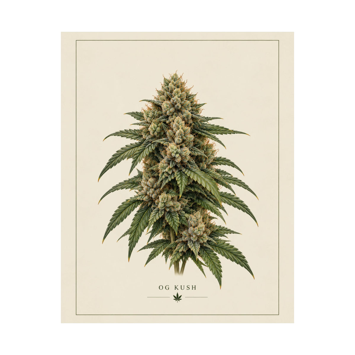 OG Kush Botanical Poster — Matte Vertical Cannabis Art Print