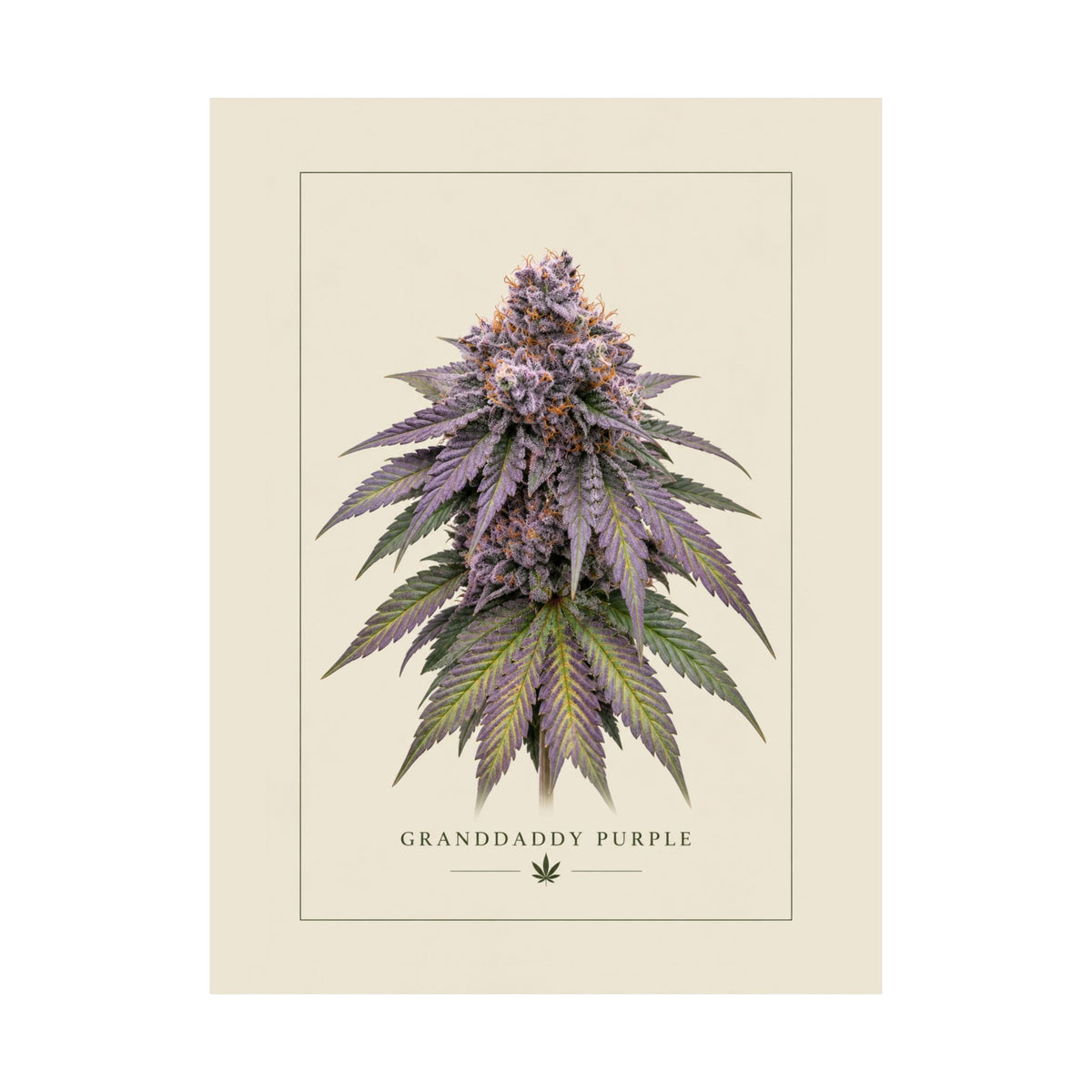 Granddaddy Purple Botanical Poster — Matte Vertical Cannabis Art Print
